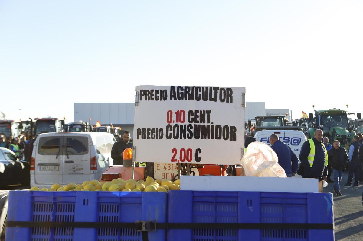 Limones dispuestos para regalar en el centro de Lorca.