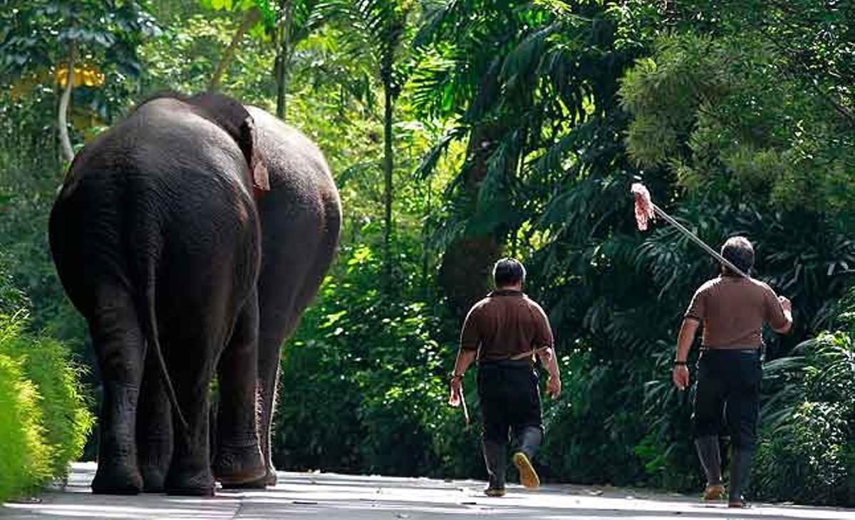 Dos elefants es dirigeixen amb els seus cuidadors cap al seu bany matinal, al zoo de Singapur.