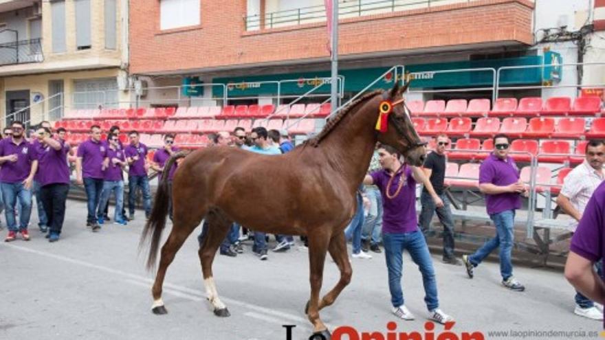 Concurso morfológico de caballos en Caravaca