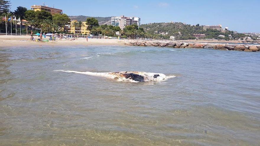 Imagen de la ballena muerta que apareció en la playa de la Almadraba.