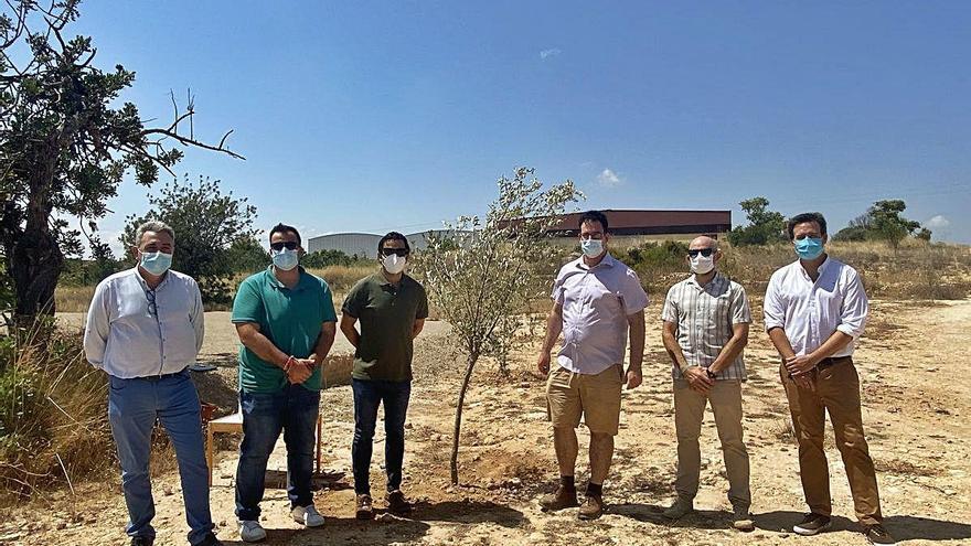 Plantación del olivo en la zona donde irá la Pinada LAB.