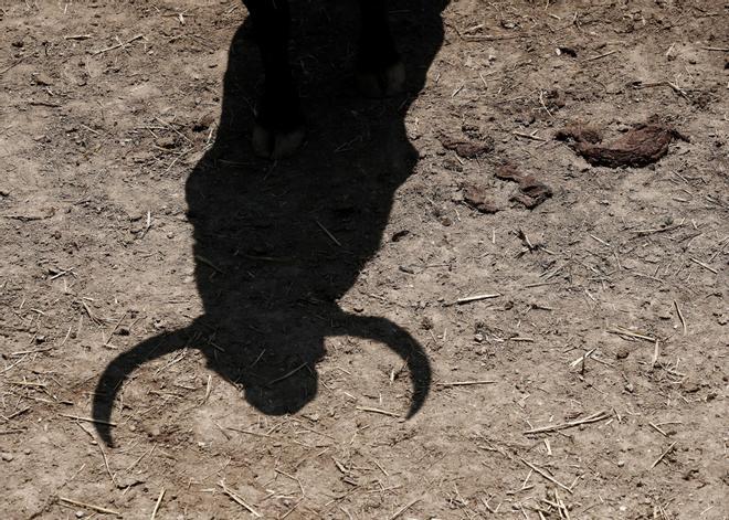 Muere una mujer de 64 años corneada por un toro en el encierro en Ayna (Albacete)