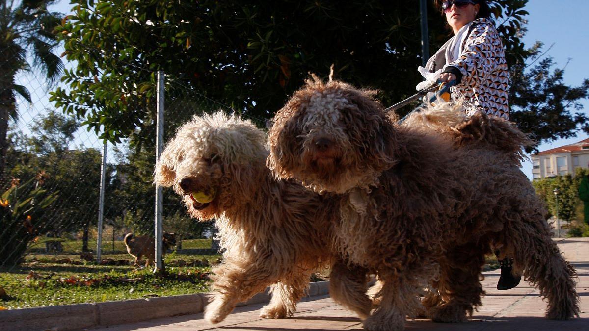 La Guardia Civil alerta sobre lo que está ocurriendo con los perros.
