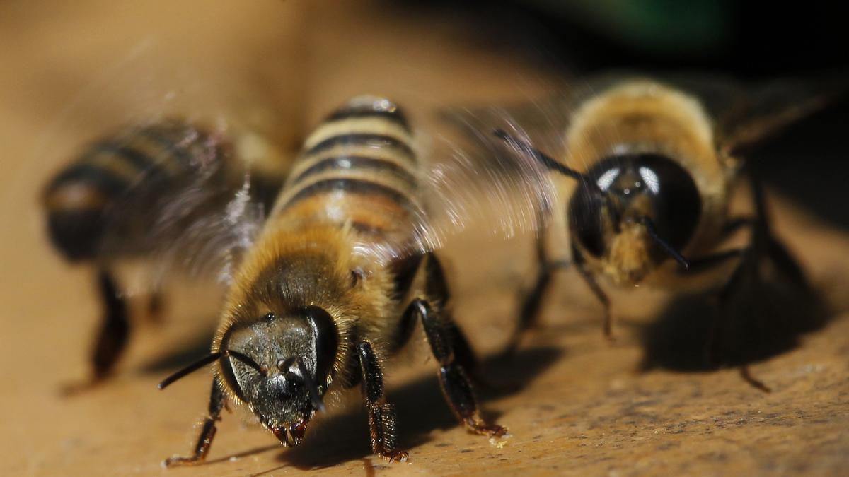 APICULTURA APICULTOR ABEJA ABEJAS