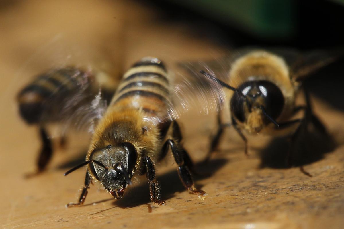 APICULTURA APICULTOR ABEJA ABEJAS