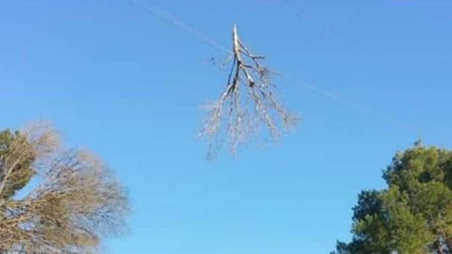 La caída de un árbol deja sin luz a la pedanía de El Niño de Mula