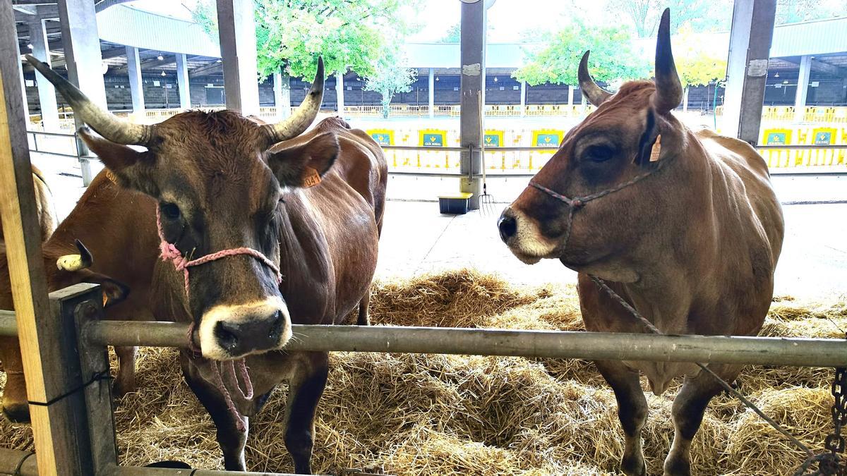 Los primeros animales que llegaron ayer al recinto.