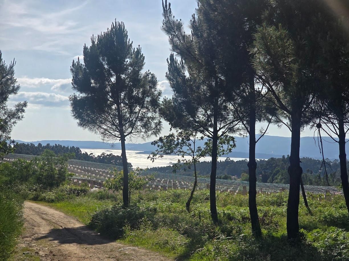 Los nuevos viñedos de Lagar da Condesa en Berdón (Vilagarcía).