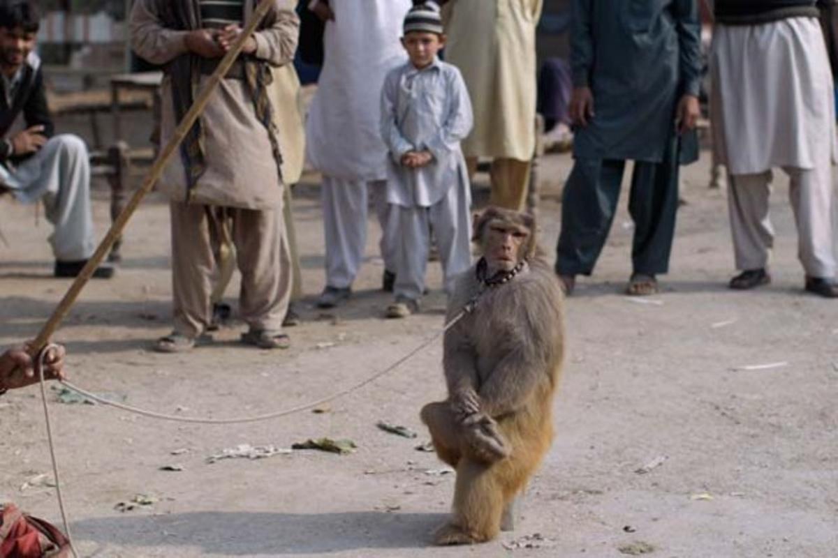 Un mico entrenat s’asseu sobre una llauna al costat del seu propietari, en un mercat de fruita als afores d’Islamabad (Pakistan).