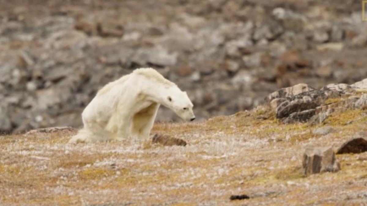 La desgarradora muerte de un oso polar famélico en un Ártico sin nieve