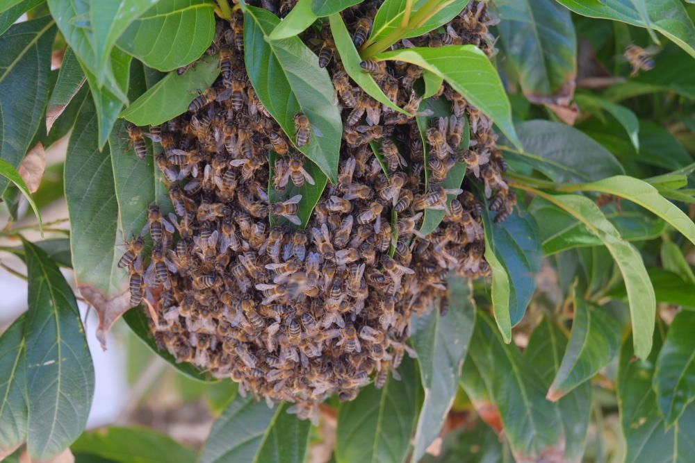 Revuelo en la calle principal de La Marina por un panal de abejas