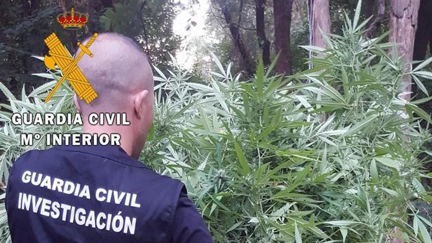 Desmantelada una plantación de marihuana en una finca de Arroyo de San Serván