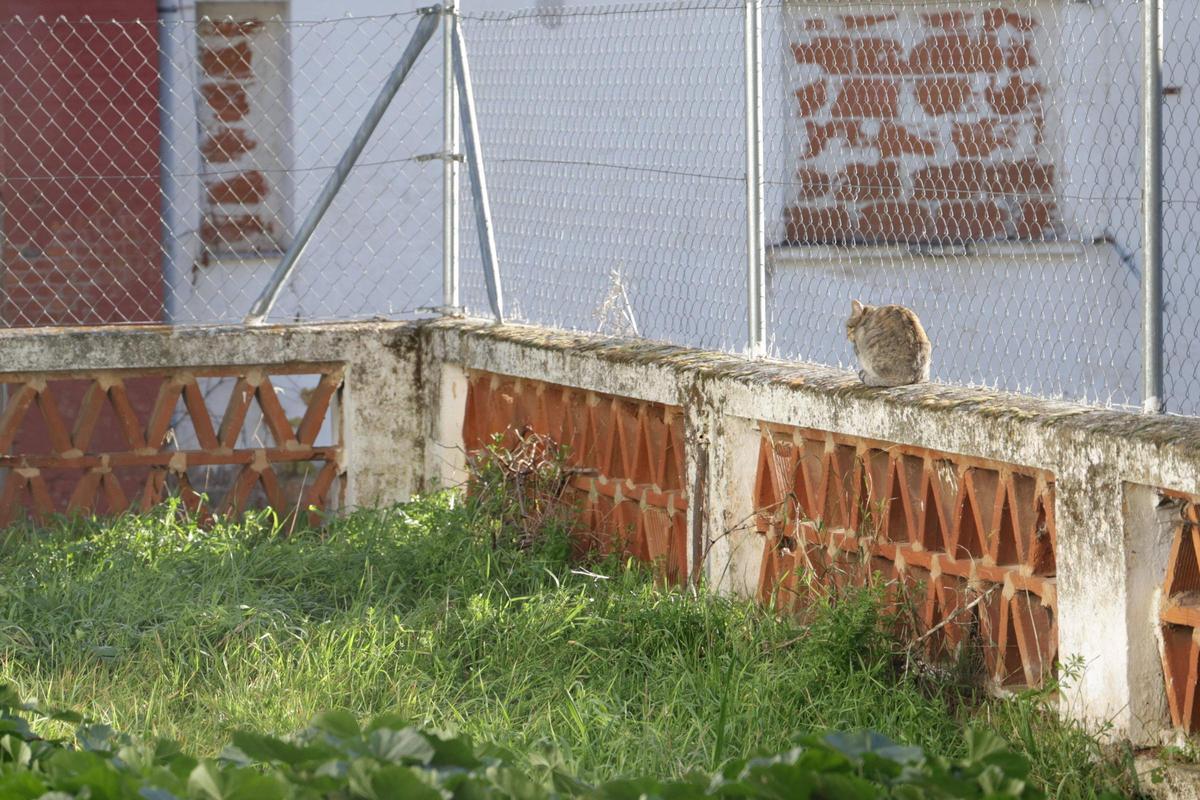 Una colonia felina en Cáceres
