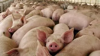 ¿Puede llegar a España la gripe porcina que ha contagiado a un ciudadano británico?