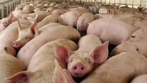 Miles de cerdos han sido sacrificados en Italia