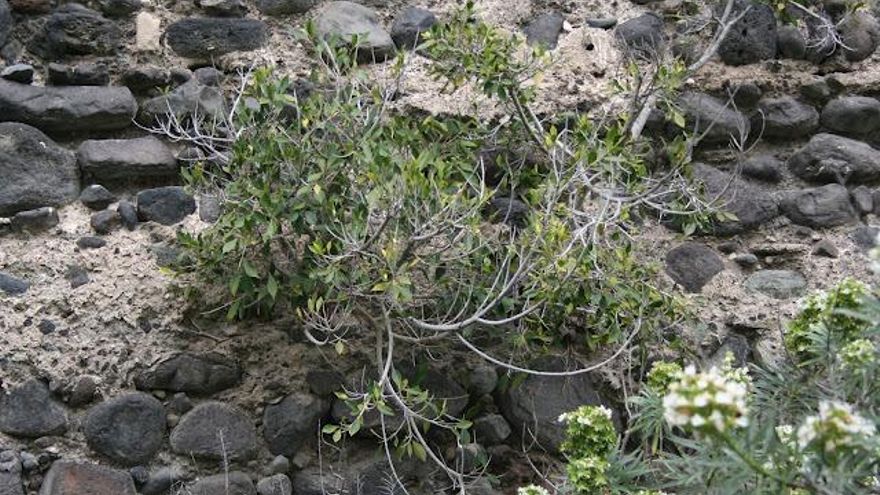 “Seguro que lo has visto, pero no sabías esto del árbol más plantado en Canarias”: así lo explica el biólogo Guillermo Sicilia-Pasos