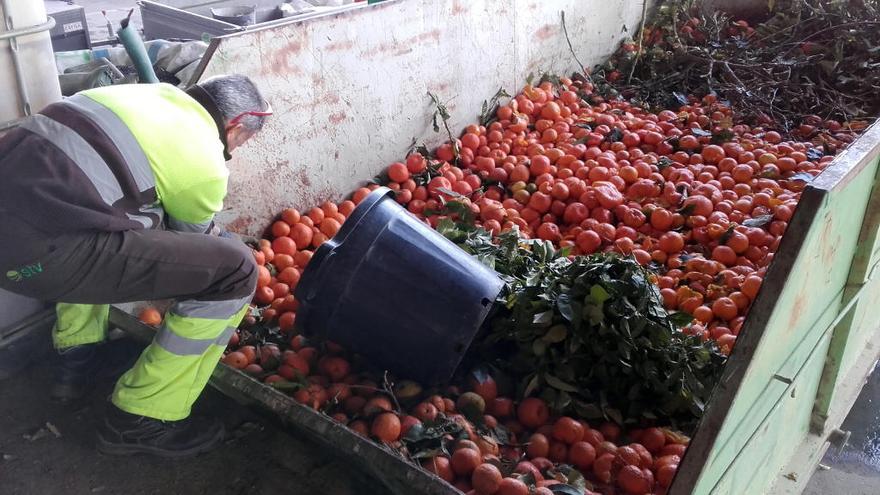 Retiran más de 640.000 kilos de naranjas de los árboles de Murcia