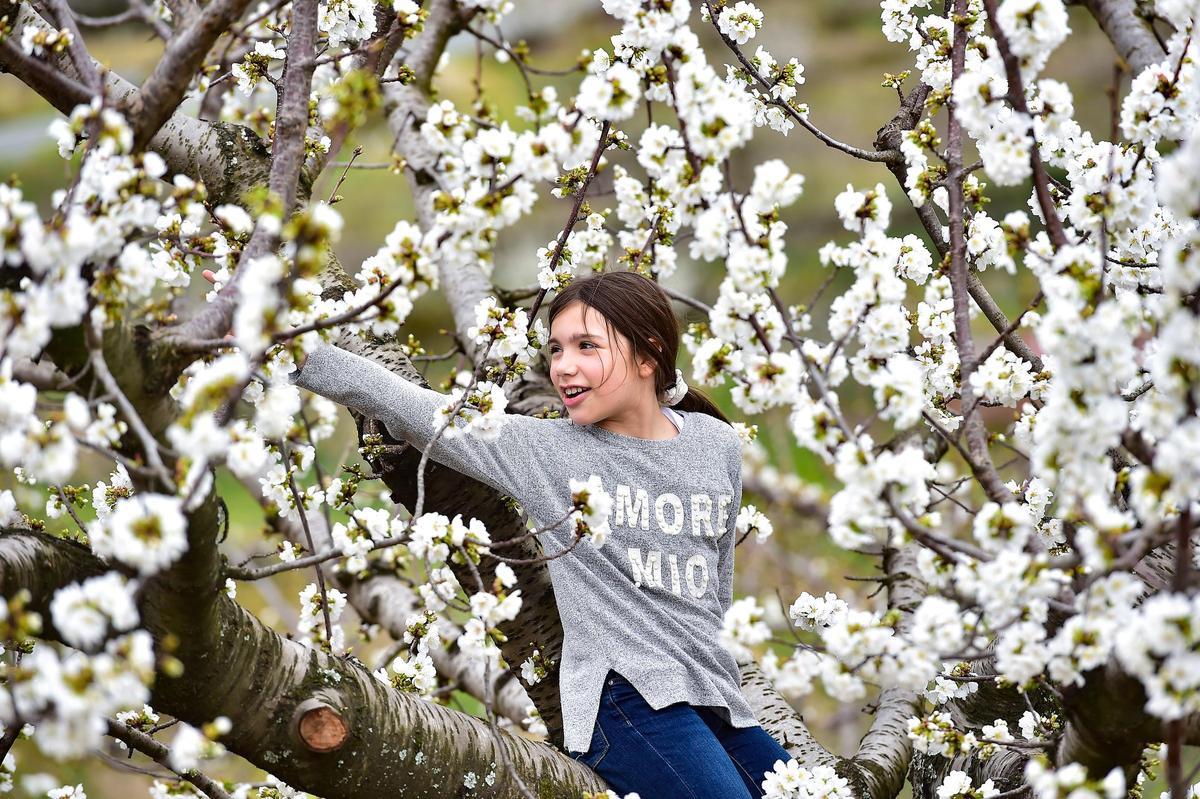GALERÍA | El Jerte empieza a florecer GALERÍA | El Jerte empieza a florecer