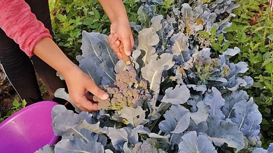Brócoli casi listo para ser cosechado. | Ch. S.