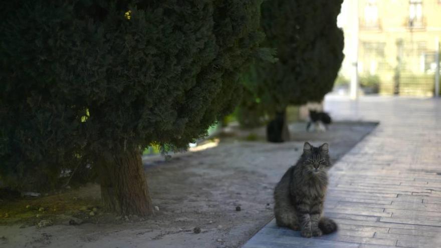 Un gato junto a los restos del yacimiento del Barrio del Foro Romano.