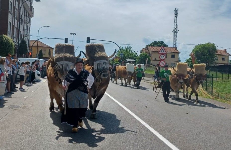 Espectáculo del campo en Llanera: el desfile de San Isidro llena las calles de la mejor tradición ganadera