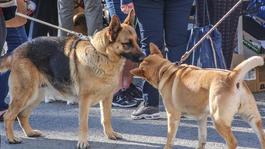 Alicante: El Ayuntamiento identificará a los perros muertos antes de incinerarlos