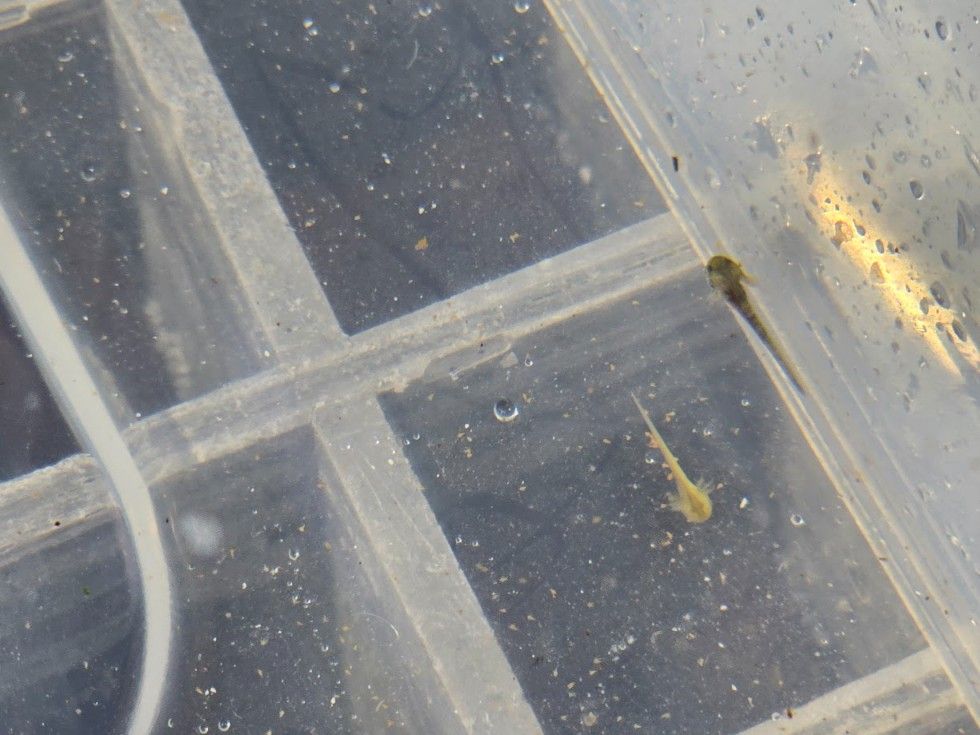 Las instalaciones del Acuario O Grove, en Punta Moreiras.