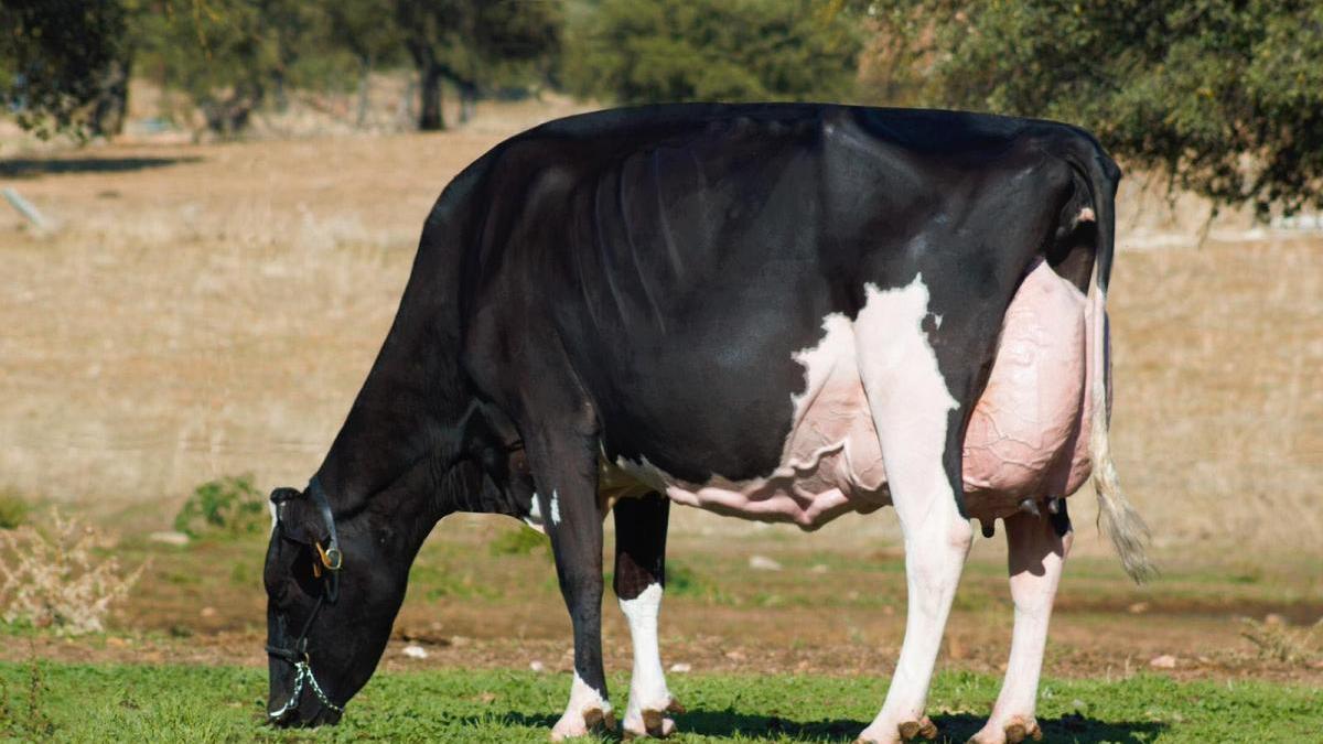 La vaca &#039;Bradnick Mili&#039;, reelegida la mejor de Los Pedroches en el concurso Usías Holsteins