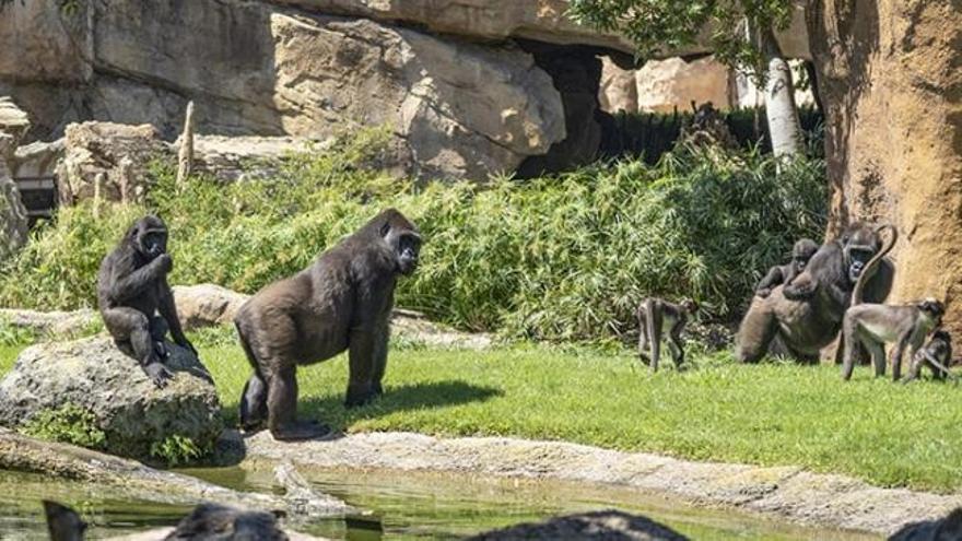 Bioparc València cuida del parque y sus animales mientras prepara su reapertura