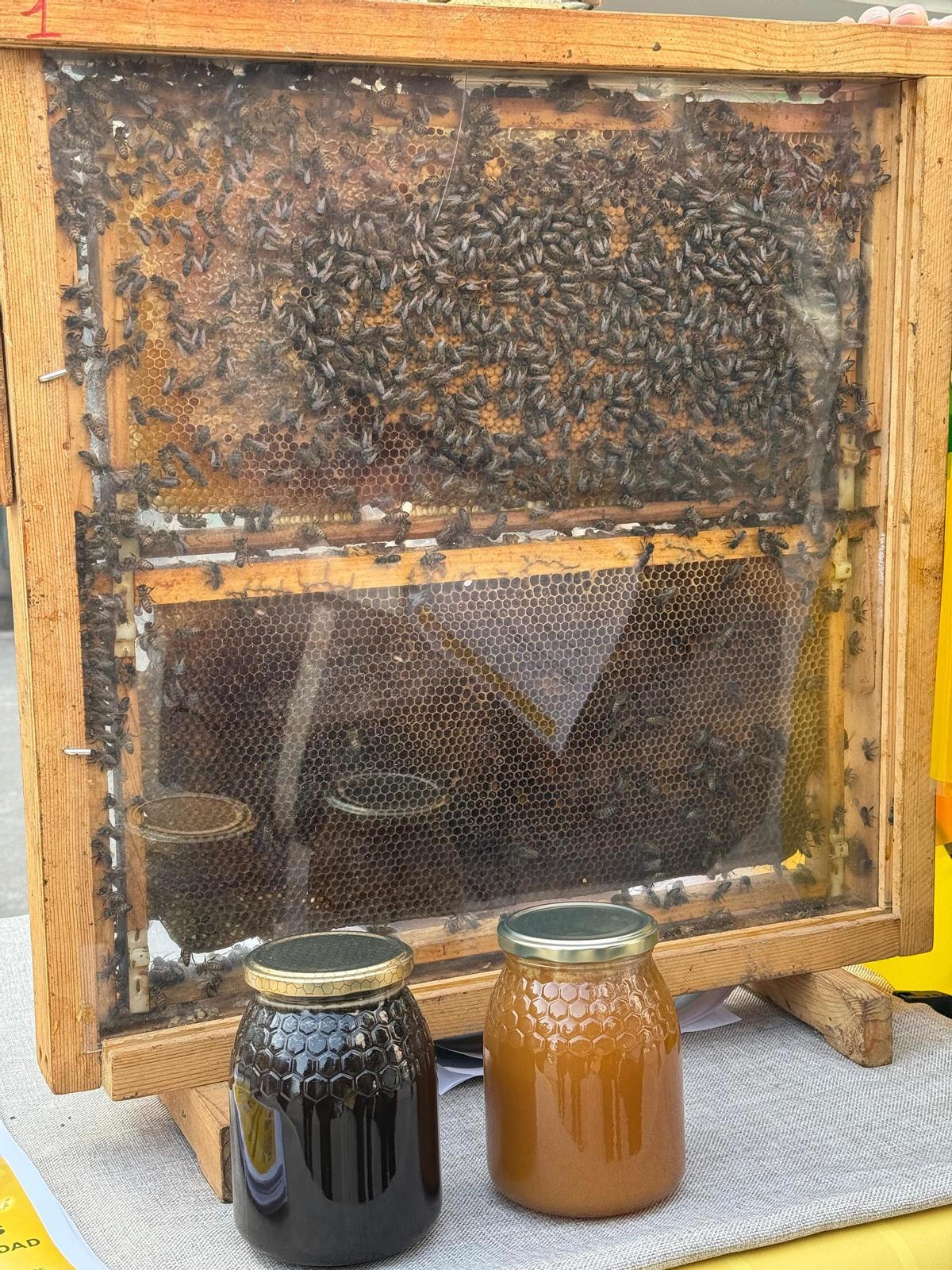 Colmena de observación expuesta en la cata de miel de Asturias.