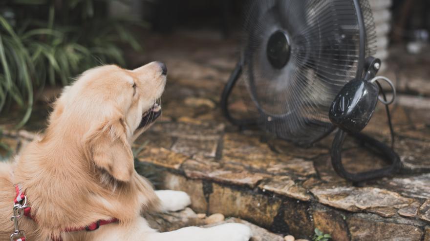 ¡Alerta canina! La Policía Nacional advierte sobre los peligrosos golpes de calor en perros