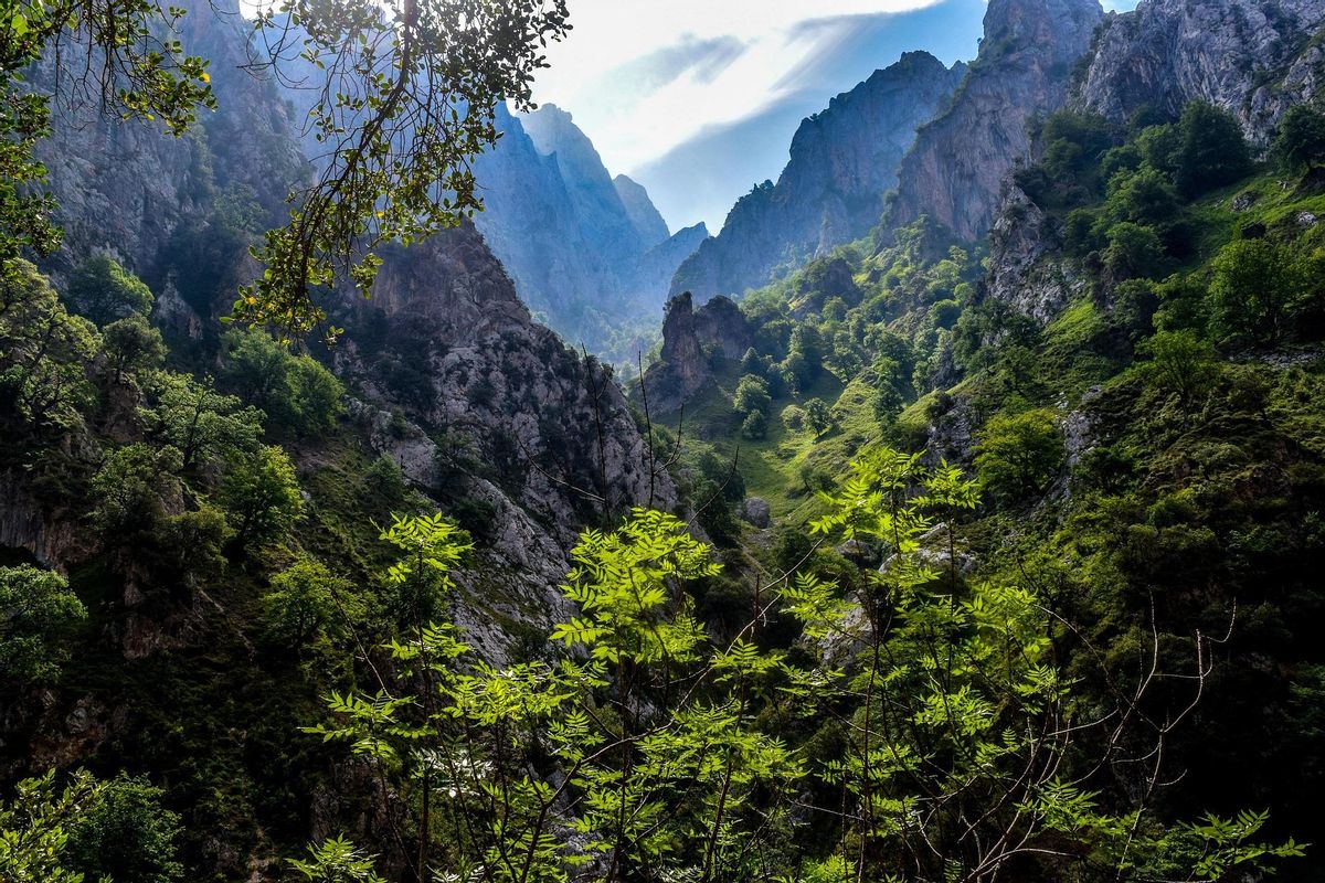 Bosque en el parque nacional de los Picos de Europa.