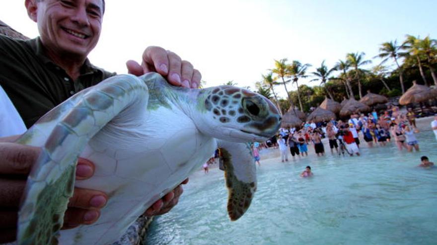 Visitantes del parque de la riviera maya Xcaret liberan un grupo de tortugas hoy, 2 de abril de 2009, en el balneario de Cancún (México). Xcaret, el mayor parque ecológico privado de México, alcanzara este año la cifra histórica de 2000 crías de tortuga, como parte de su exitoso programa enfocado a estos animales en peligro de extinción. EFE/Elizabeth Ruiz