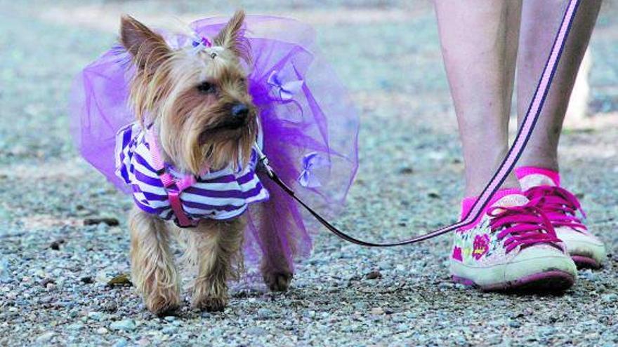 Caminar i passejar amb la mascota també ens reporta grans beneficis físics. | MARC  MARTÍ