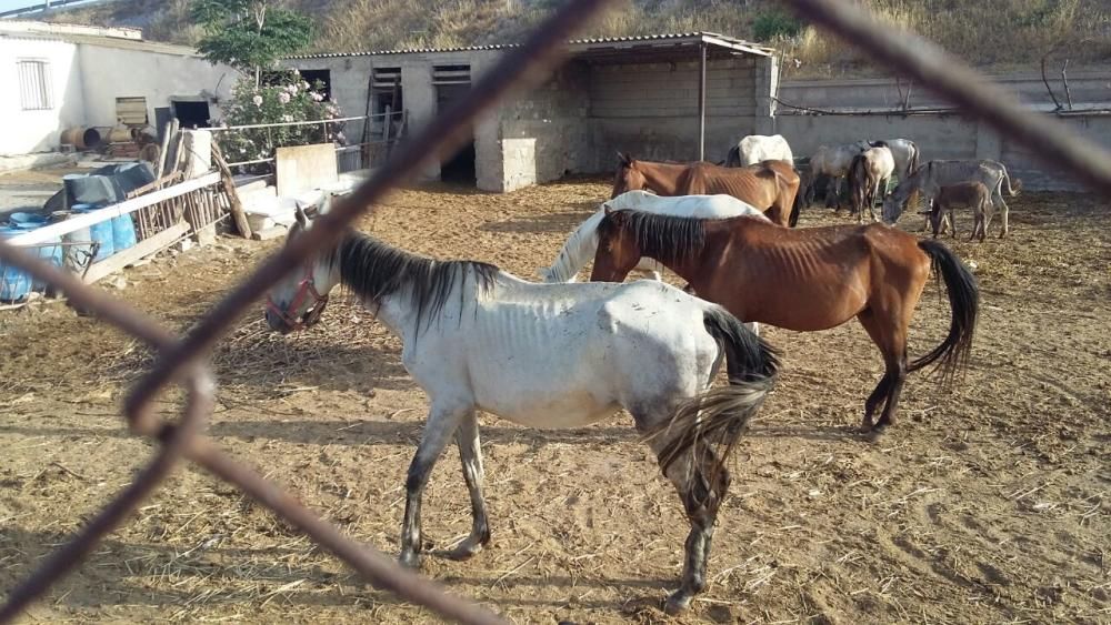 Denuncia de maltrato animal en una granja de Lorca