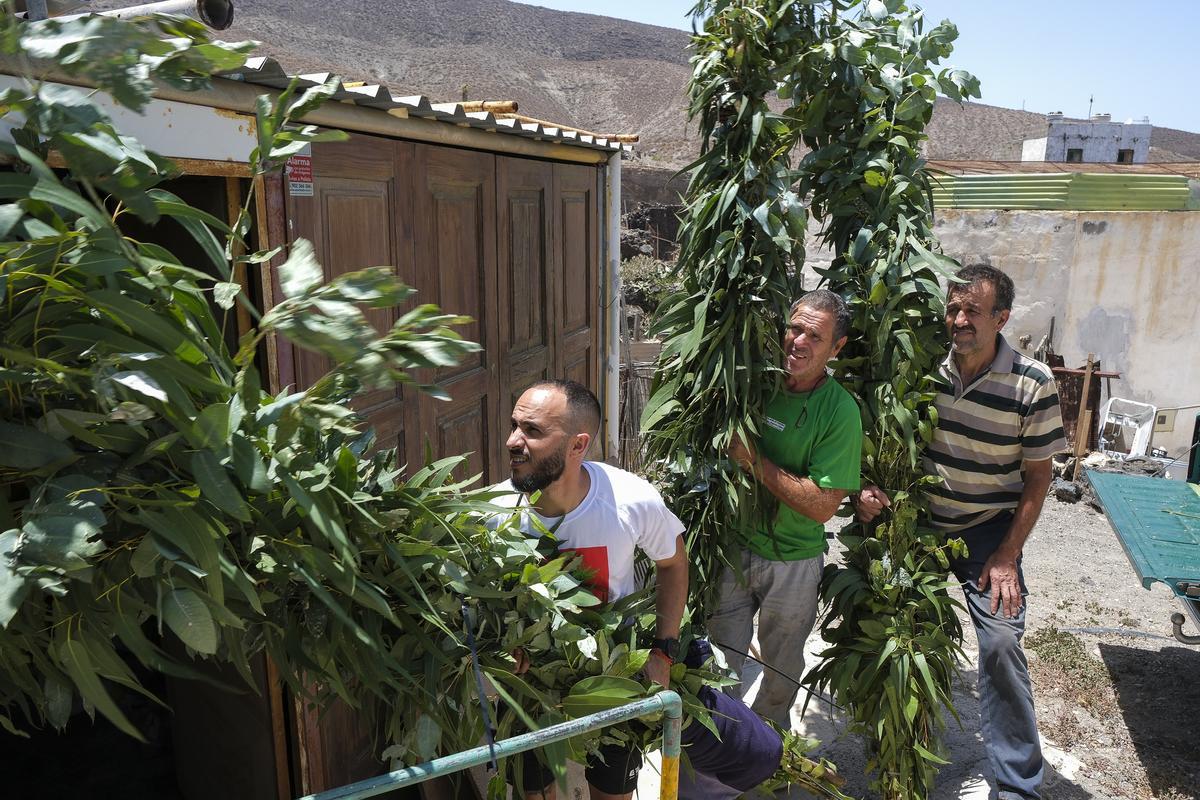 Los romeros tradicionales guardan la rama que bailarán mañana