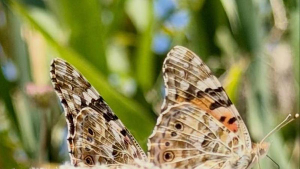 Dos ejemplares de la mariposa de los cardos, fotografiados estos días en Alcúdia.
