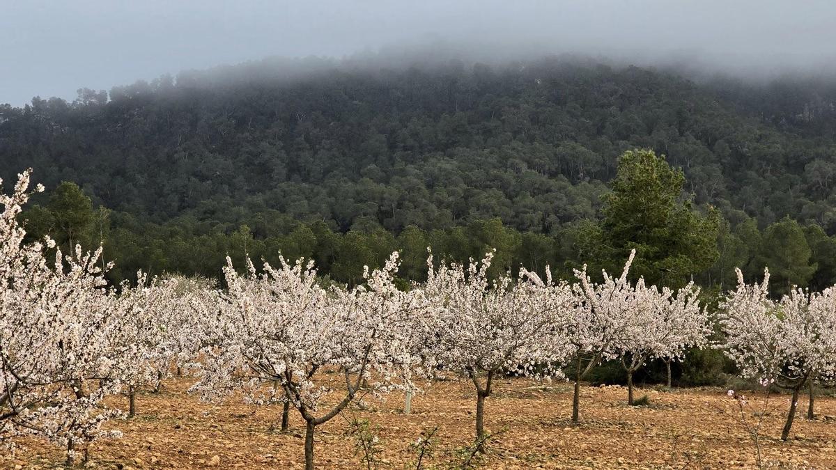 Almendros en Fontanars dels Aforins