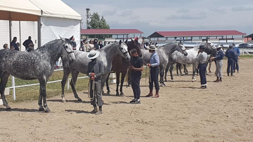 Albalá, referente de la selección ganadera, galopa de nuevo con su Feria del Caballo