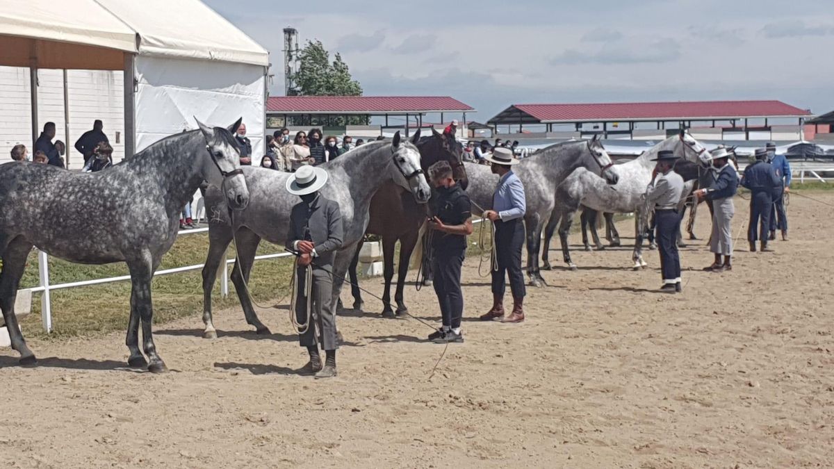 Conjunto de yeguas en una pasada edición del concurso morfológico PRE de la Feria de Albalá.