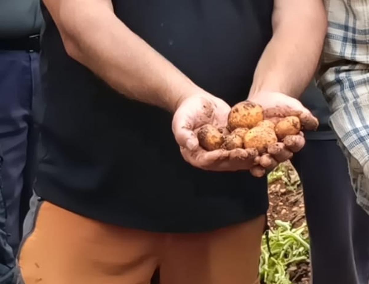 Muchos payeses se plantean la continuidad porque se sienten abandonados. En la imagen, otro grupo de patatas afectadas.