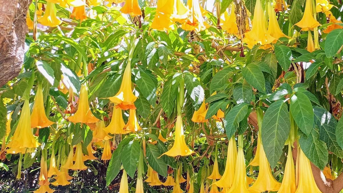 Uno de los ejemplares de burundanga de la Bordadora repleto, estos días, de flores con forma de trompeta.