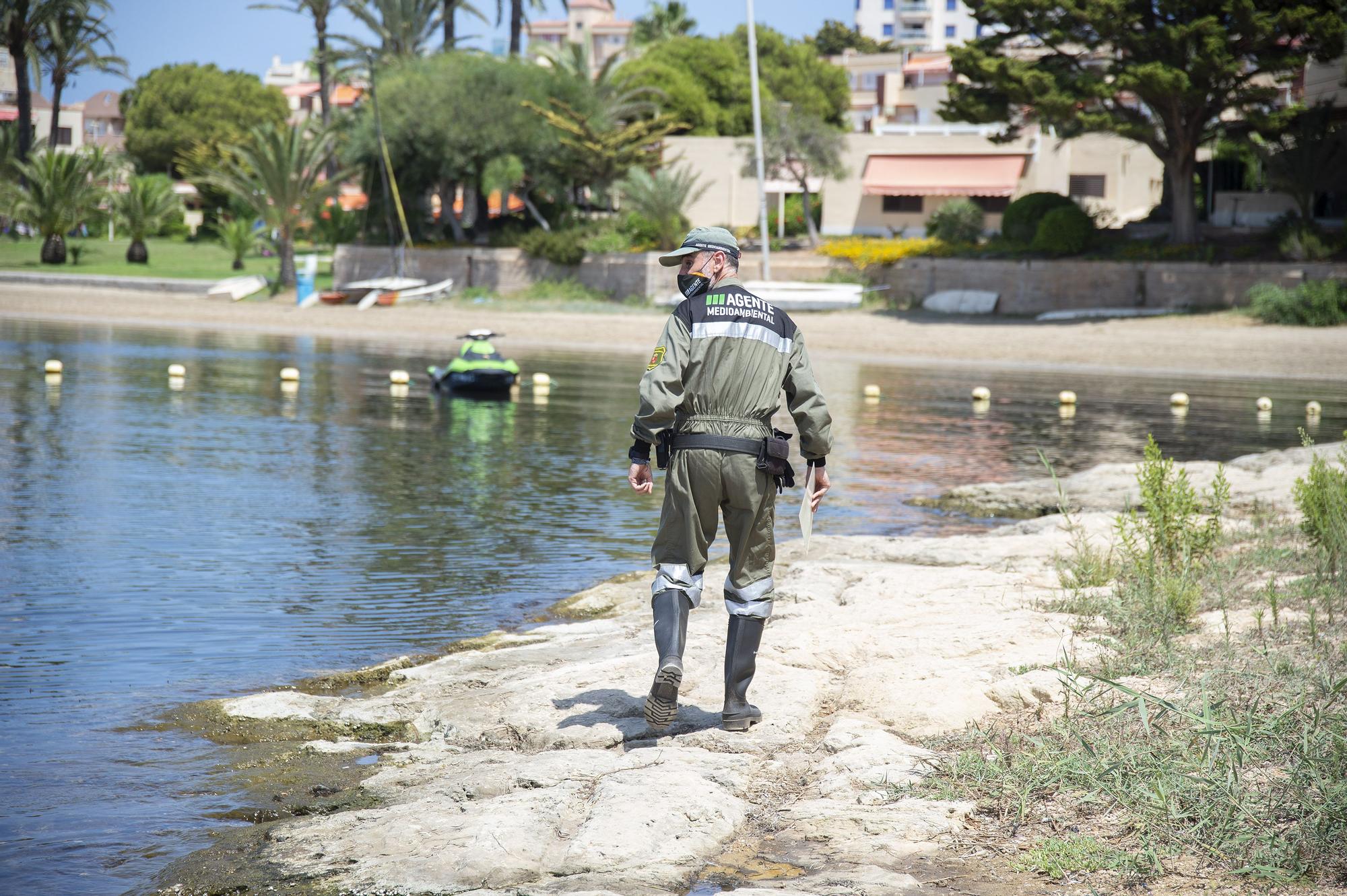 Peces muertos en la playa de la Isla, en La Manga