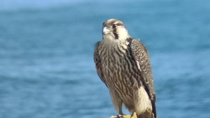 Localizan un halcón peregrino nórdico junto al mar en Castellón