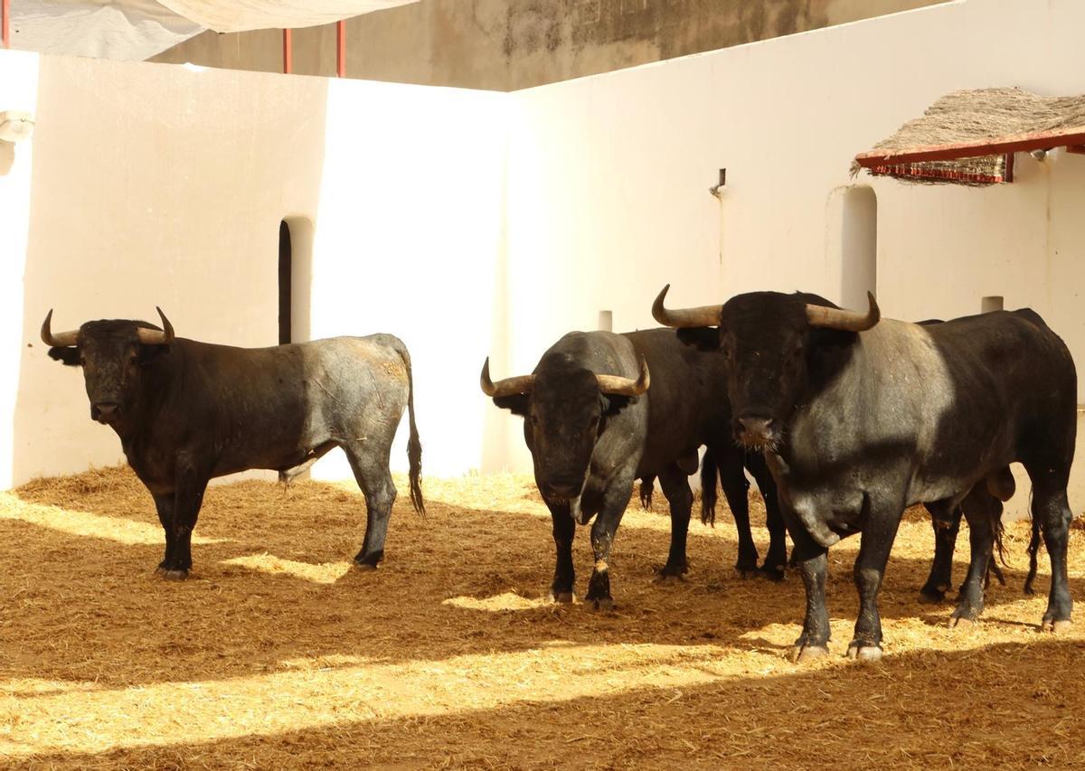 La seriedad de Victorino llega a Alicante