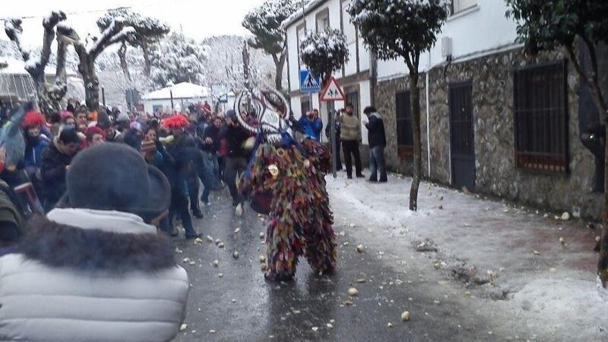 24.000 nabos para el Jarramplas de Piornal