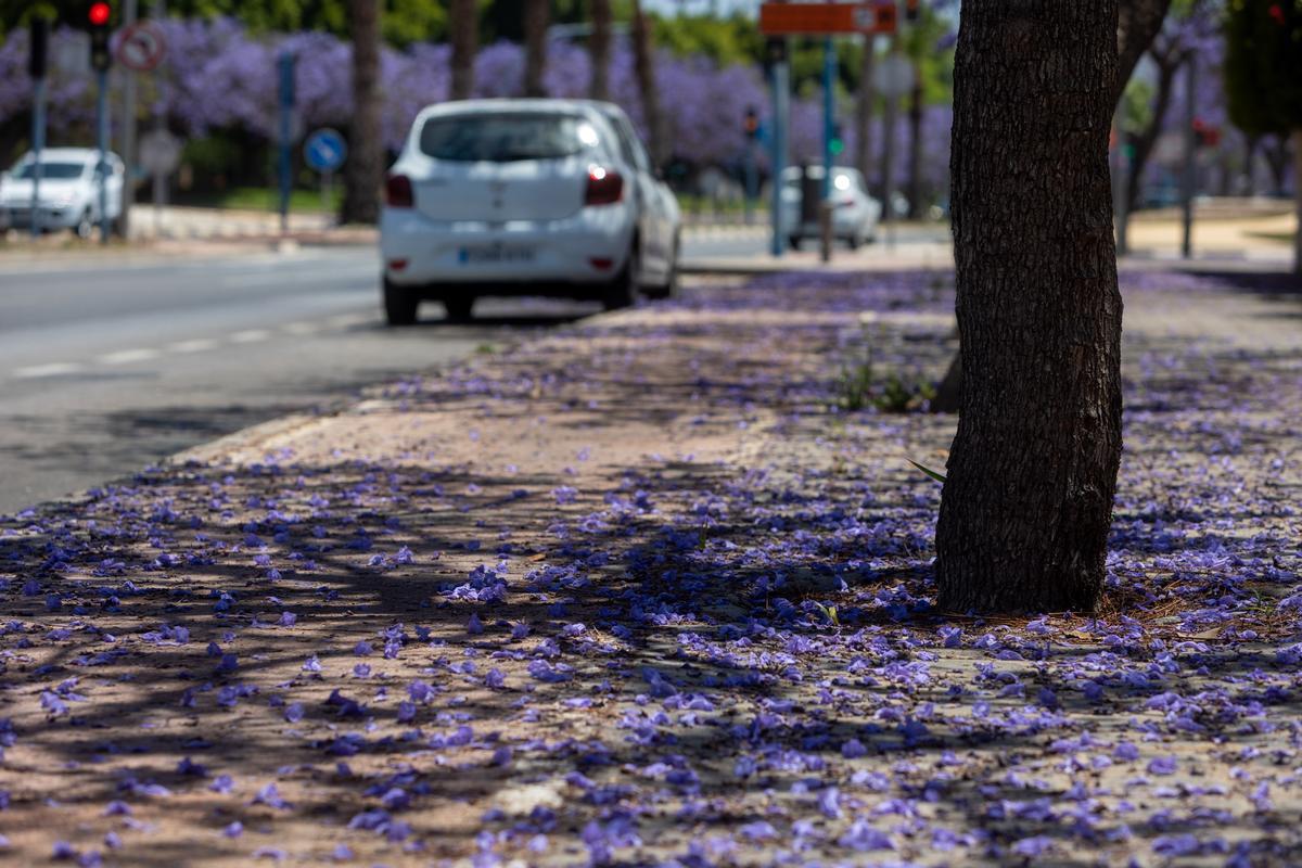 MASCOTAS | La resina de las jacarandas puede provocar que tu perro se lama las patas compulsivamente.