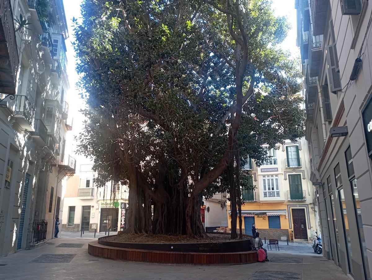 Nuevos bancos alrededor del ficus de la plaza del Teatro.