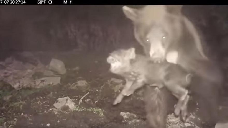 VIDEO: Un oso mata y devora a un jabalí en el Pirineo catalán