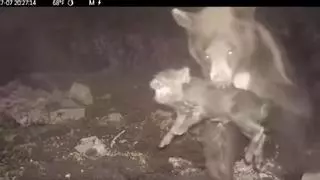 VIDEO: Un oso mata y devora a un jabalí en el pirineo catalán